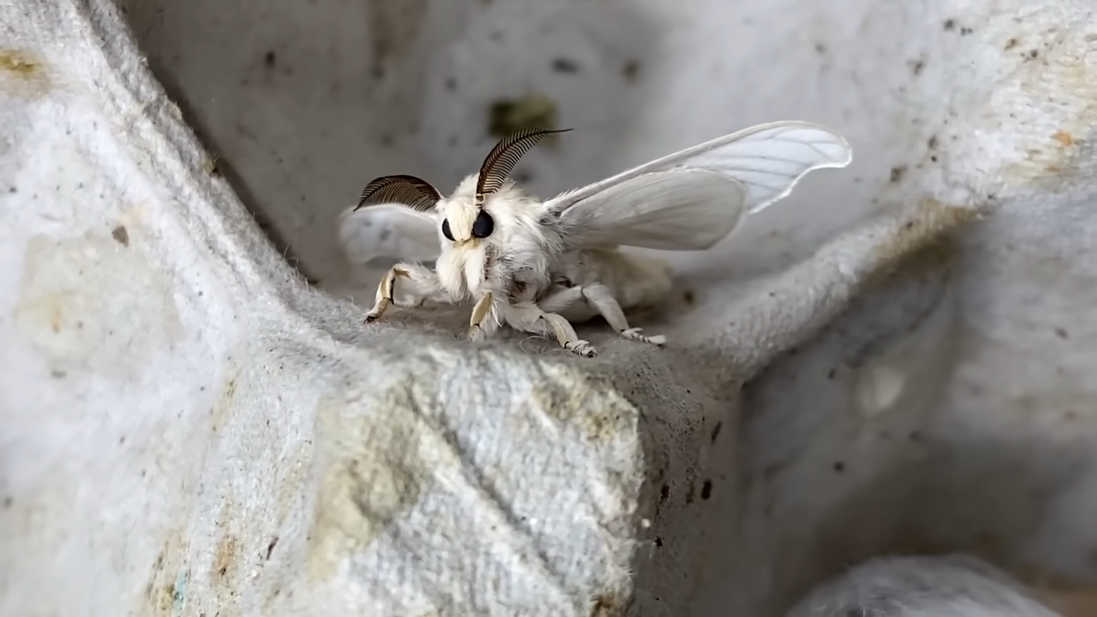 Venezuelan Poodle Moth