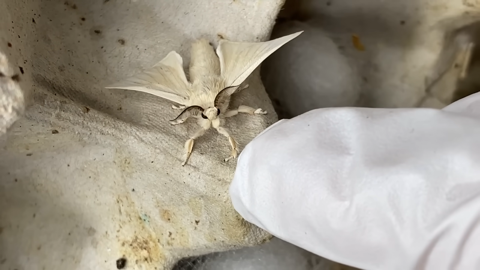Venezuelan Poodle Moth