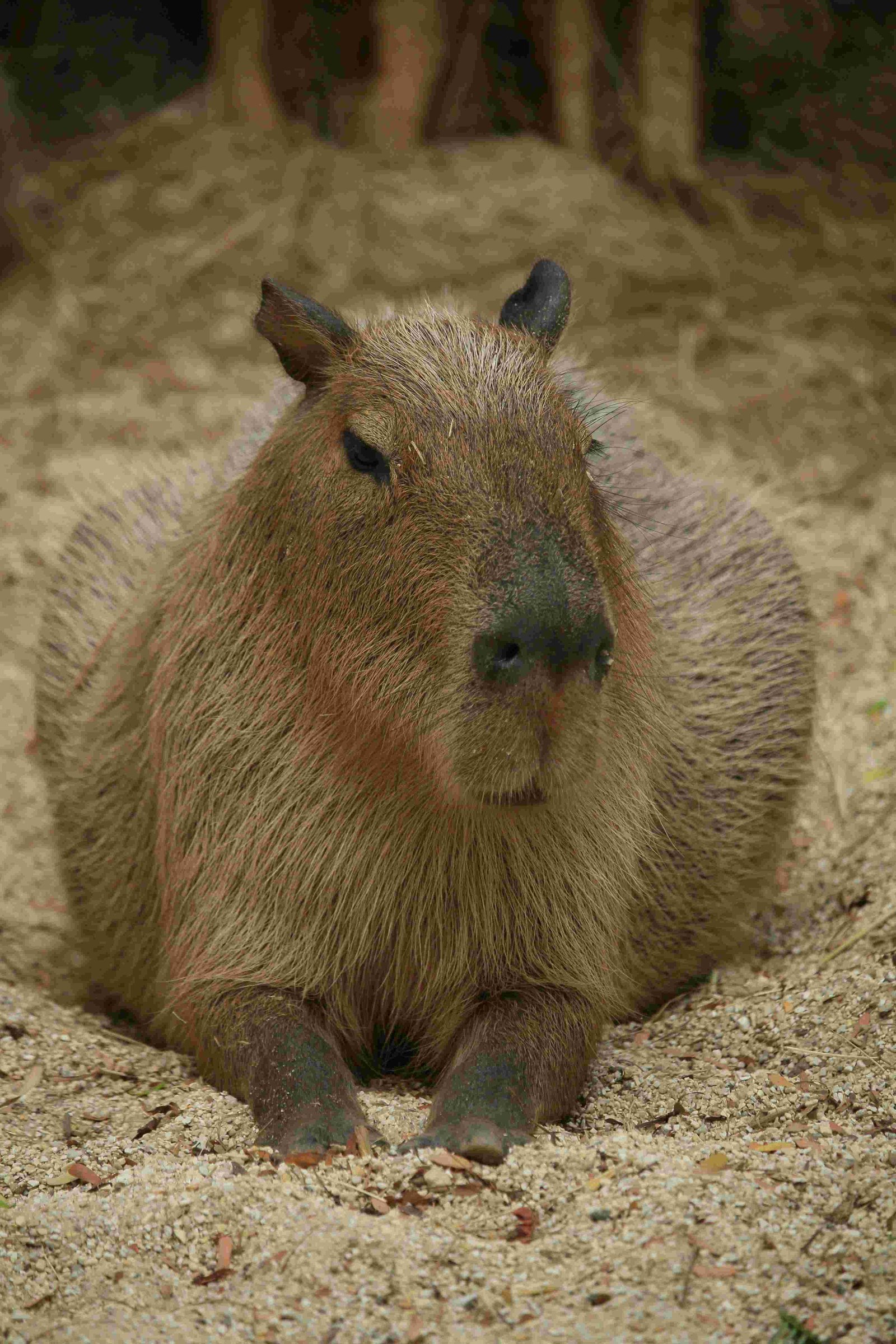 Capybara