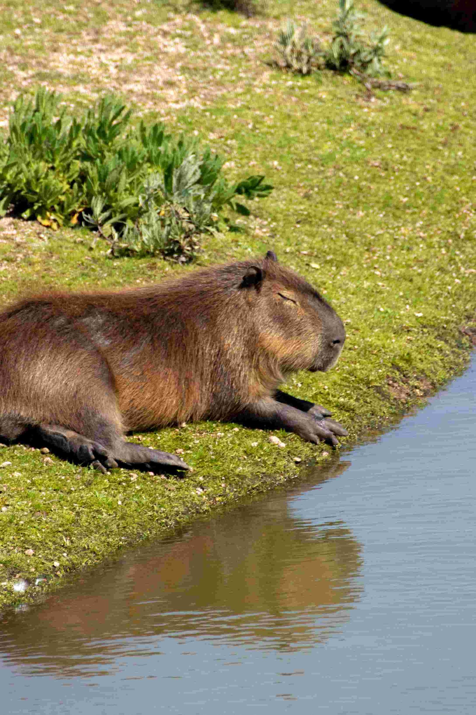 Capybara