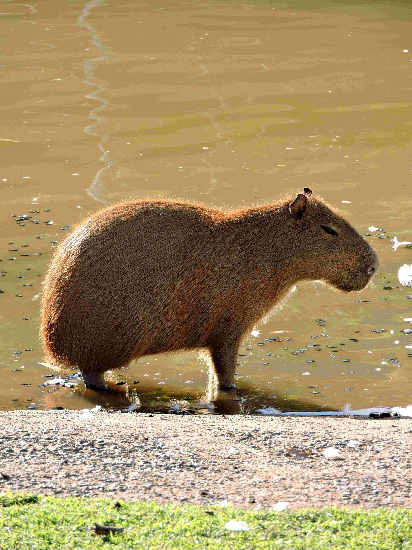 Capybara