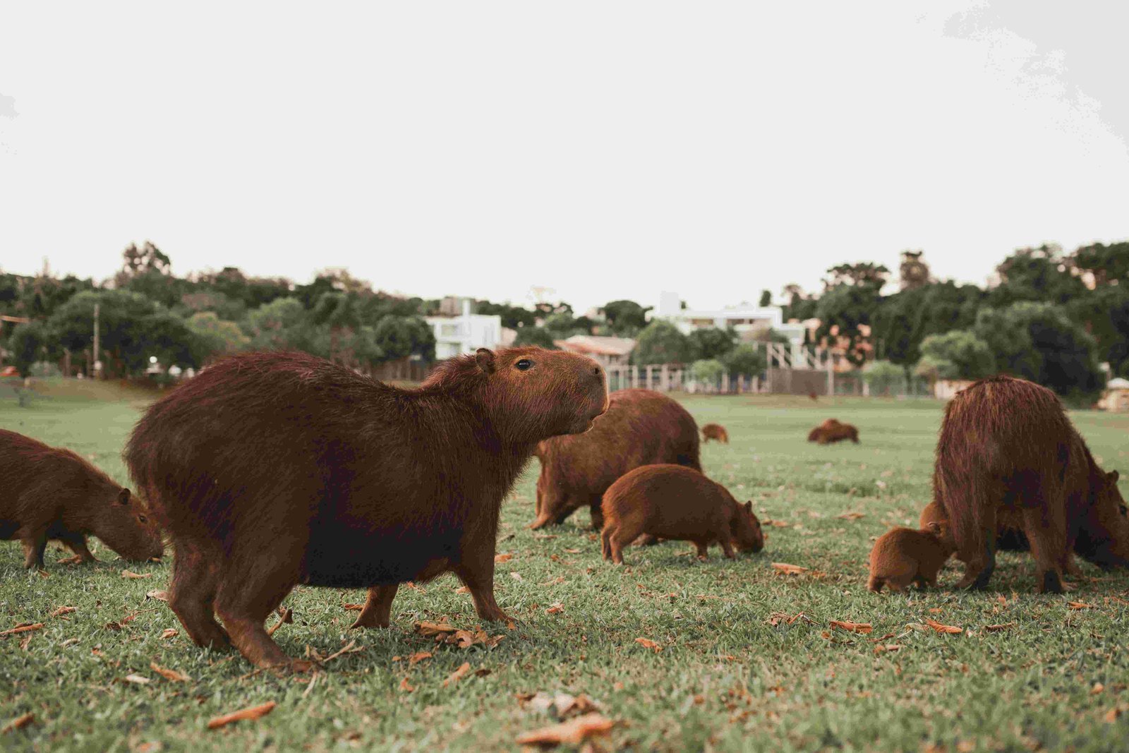 Capybara