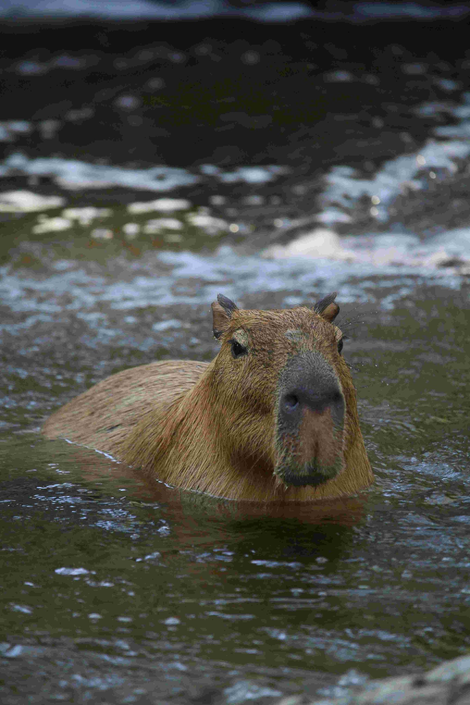 Capybara