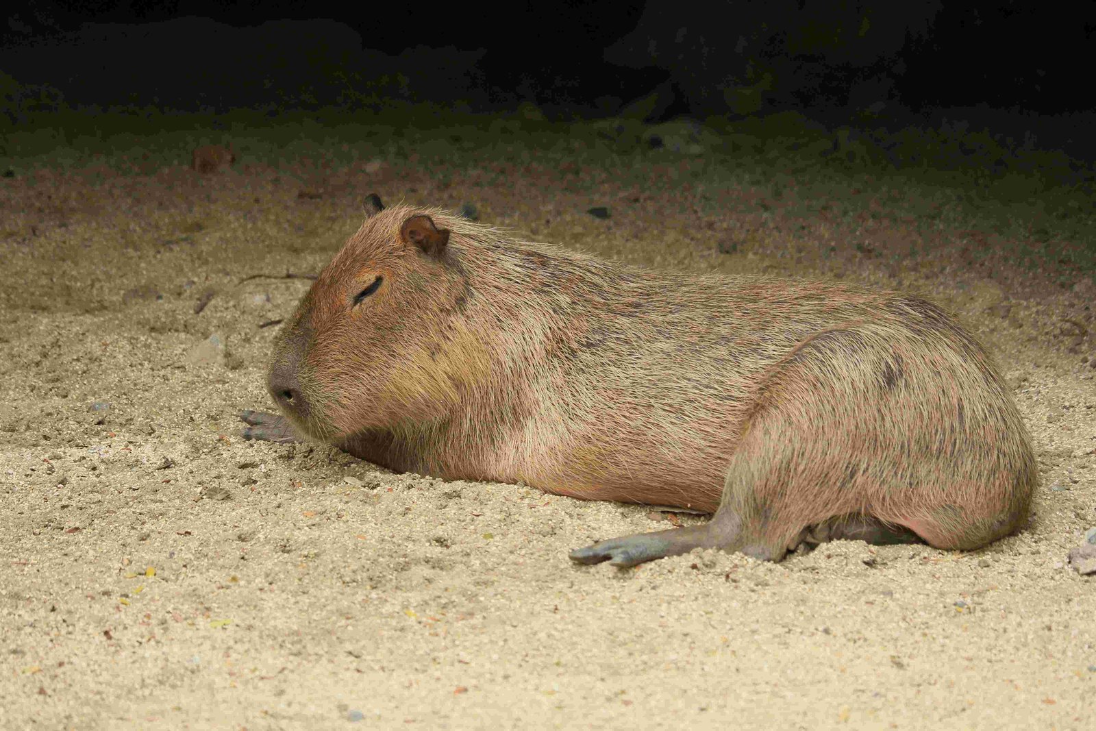 Capybara
