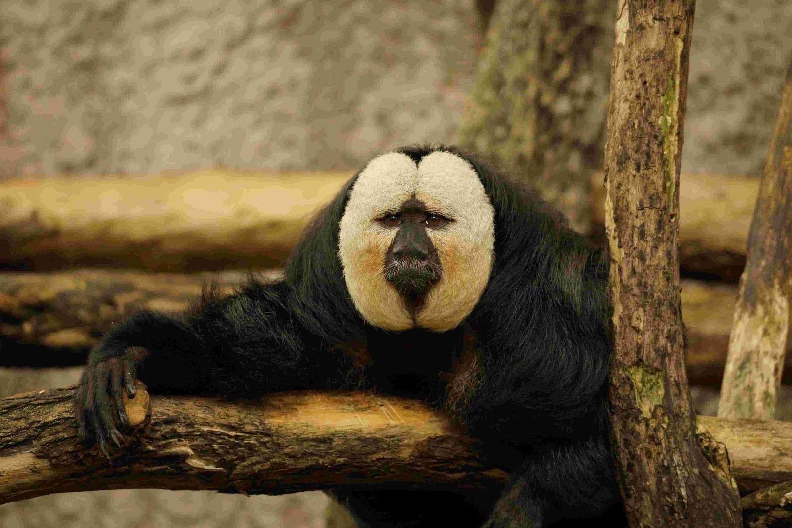 White-Faced Saki