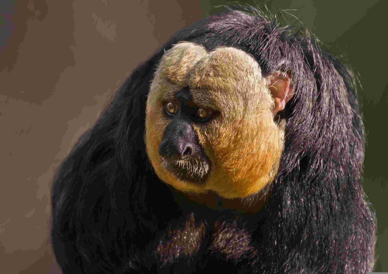 White-Faced Saki