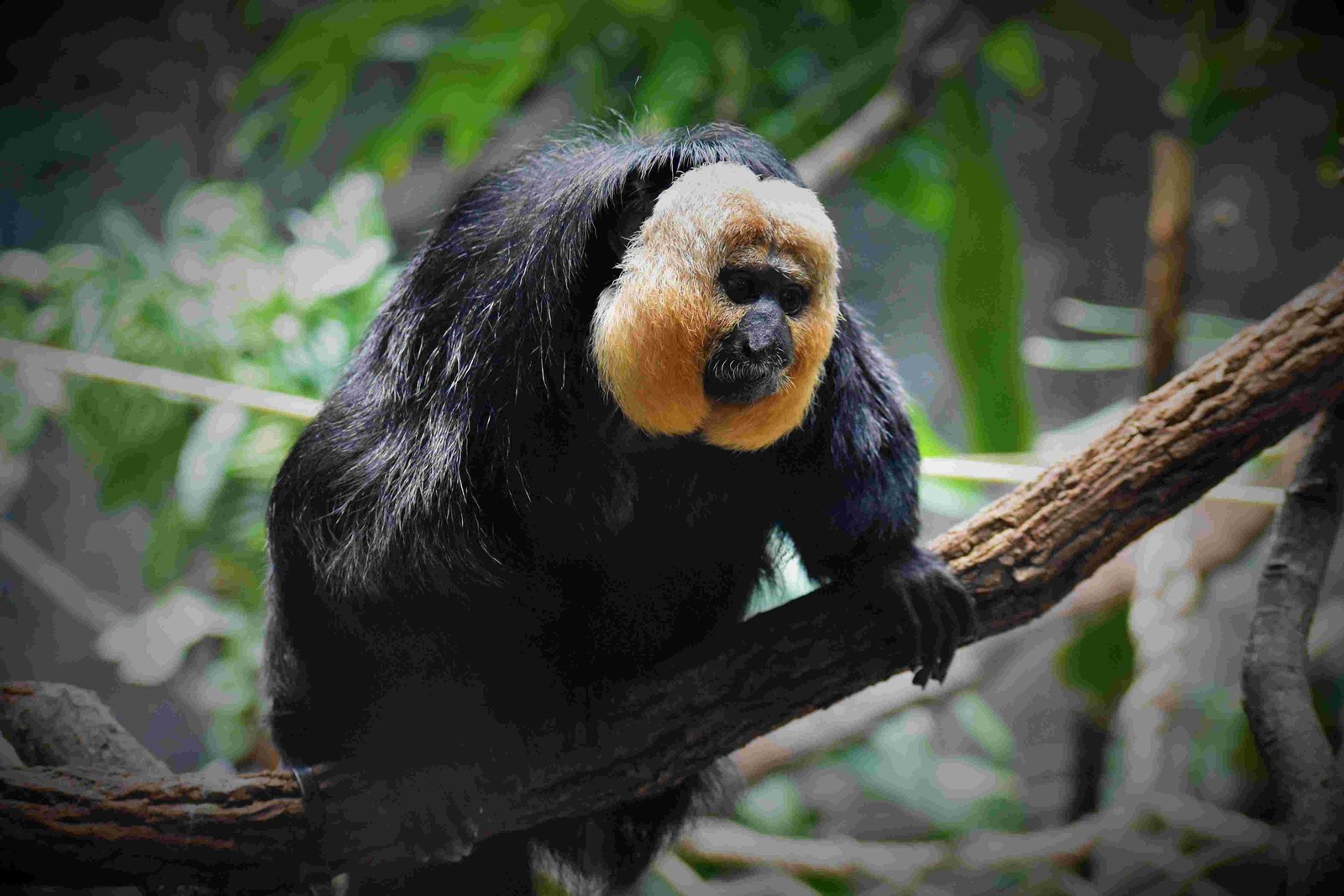 White-Faced Saki