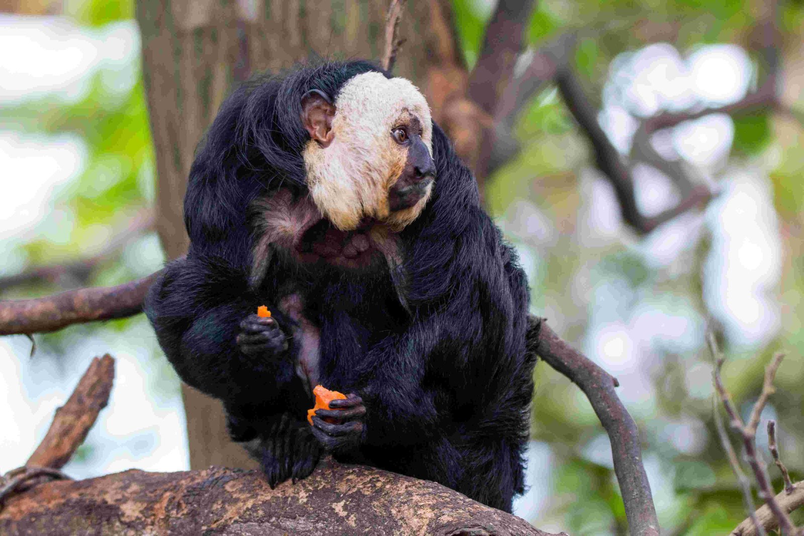 White-Faced Saki