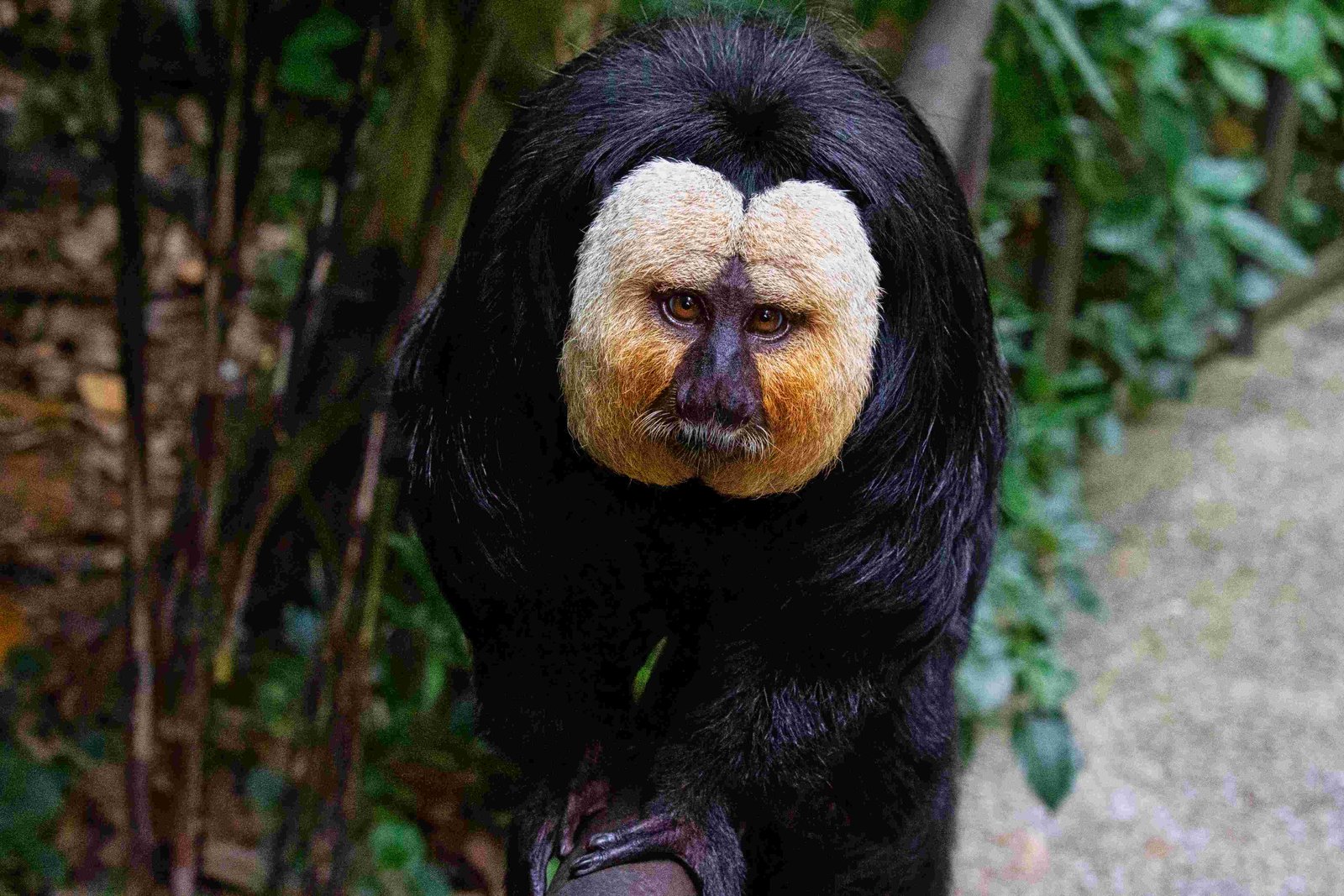 White-Faced Saki