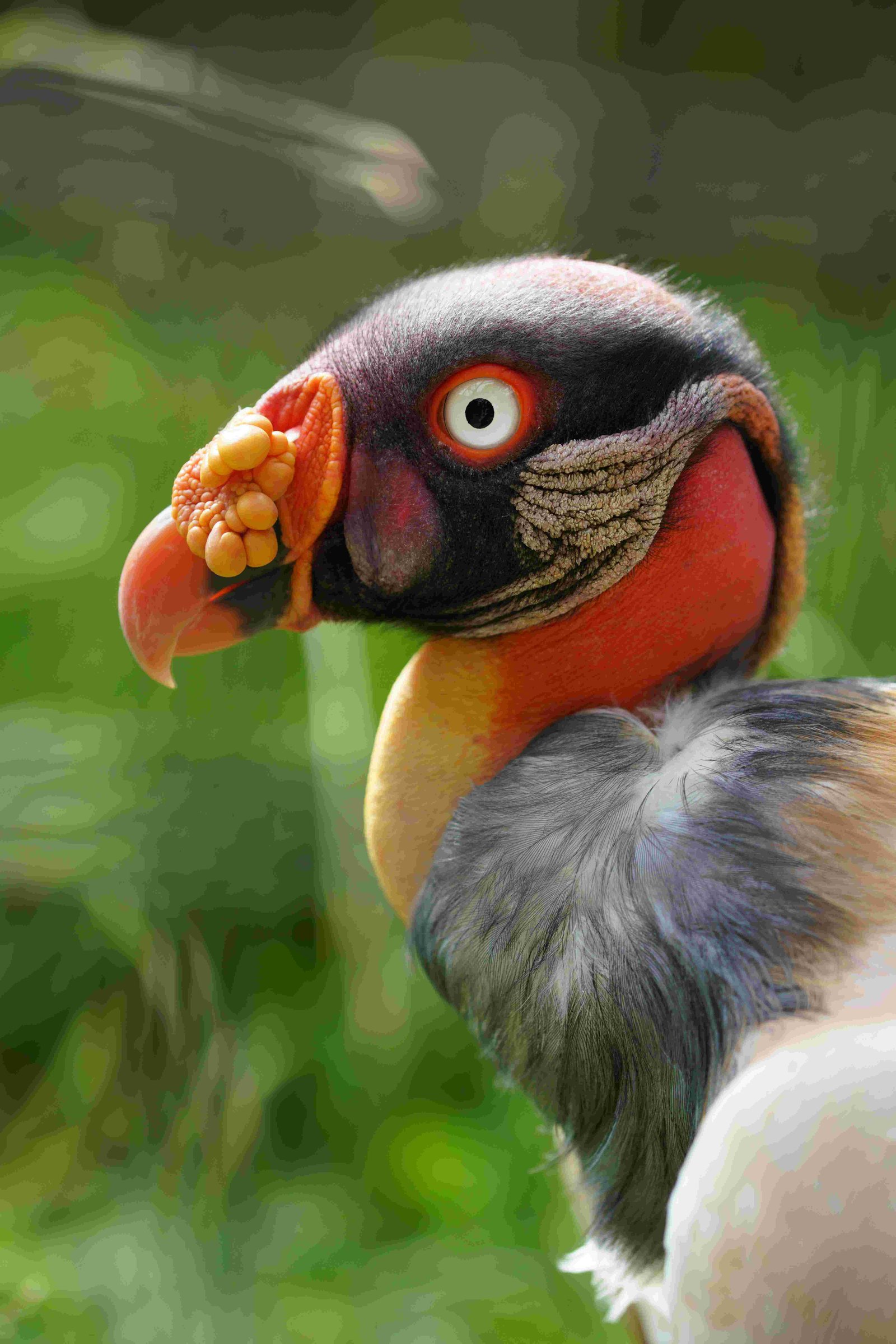 King Vulture