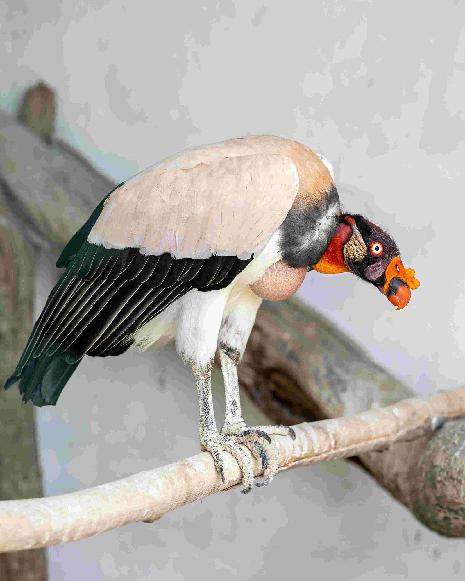 King Vulture