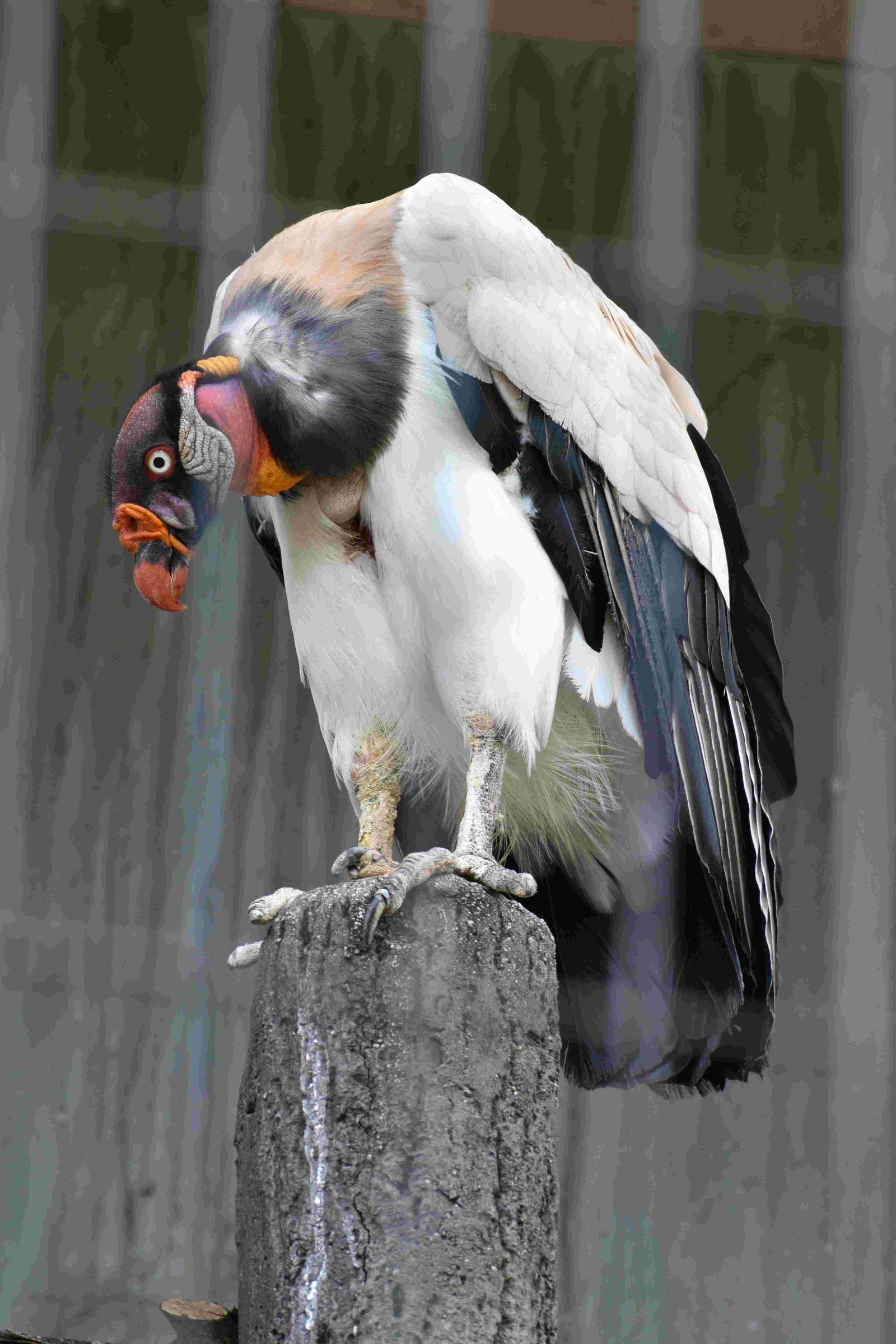 King Vulture