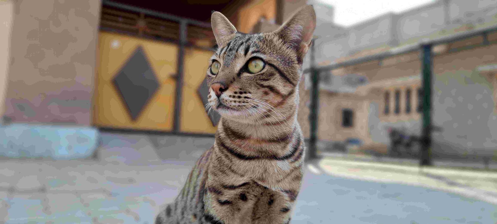 Indian Street Cat