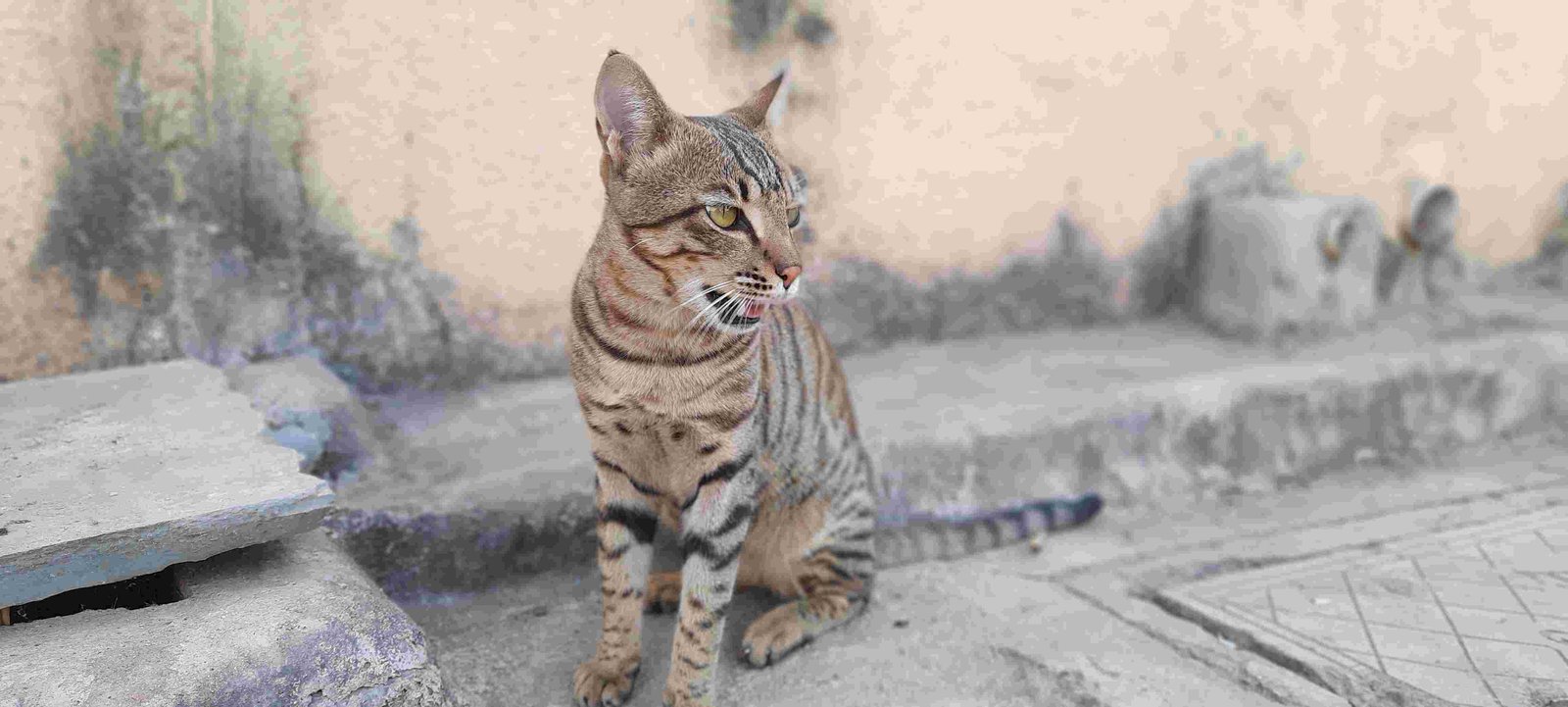 Indian Street Cat