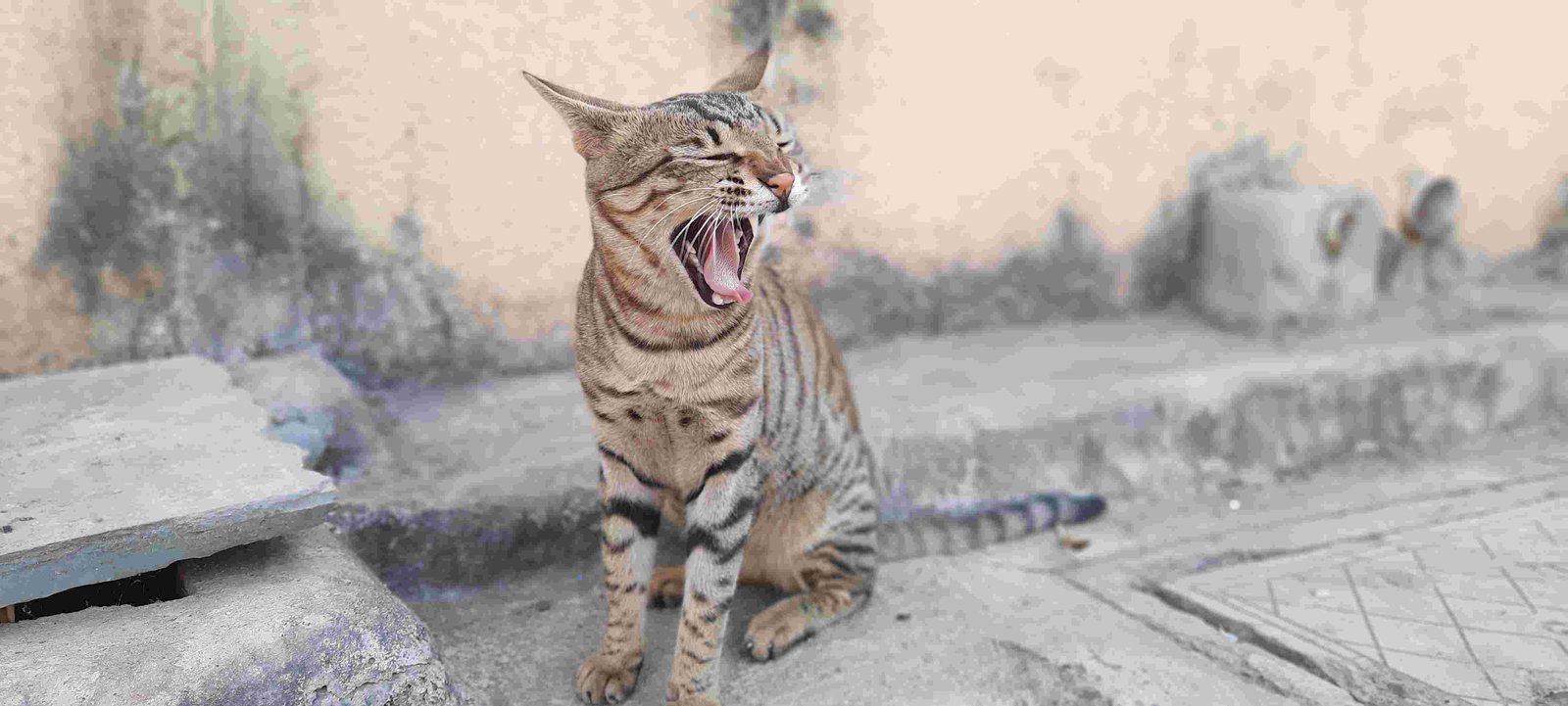 Indian Street Cat