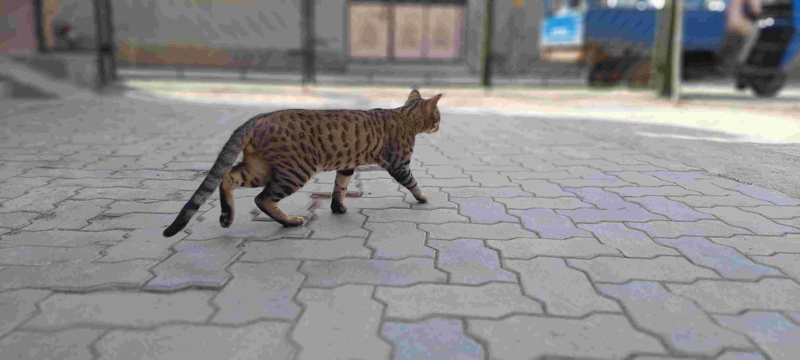 Indian Street Cat