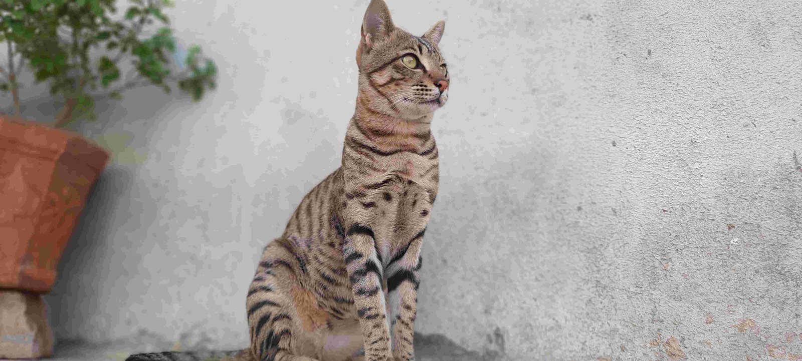 Indian Street Cat
