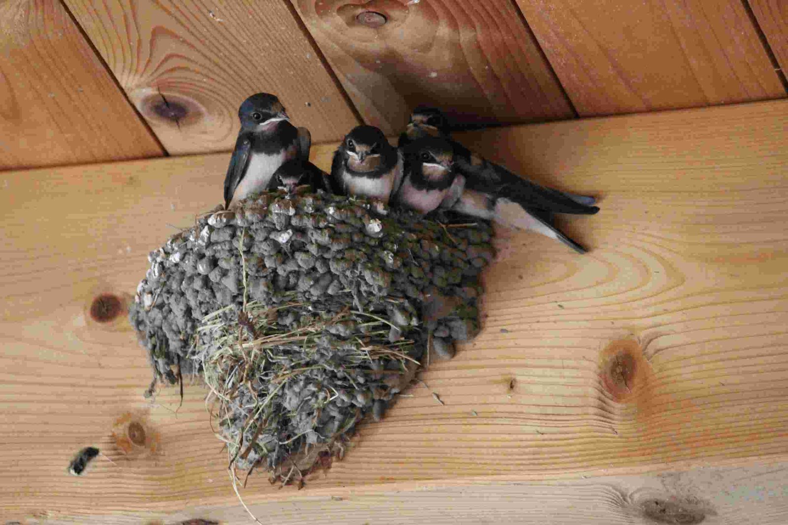 Cliff Swallow