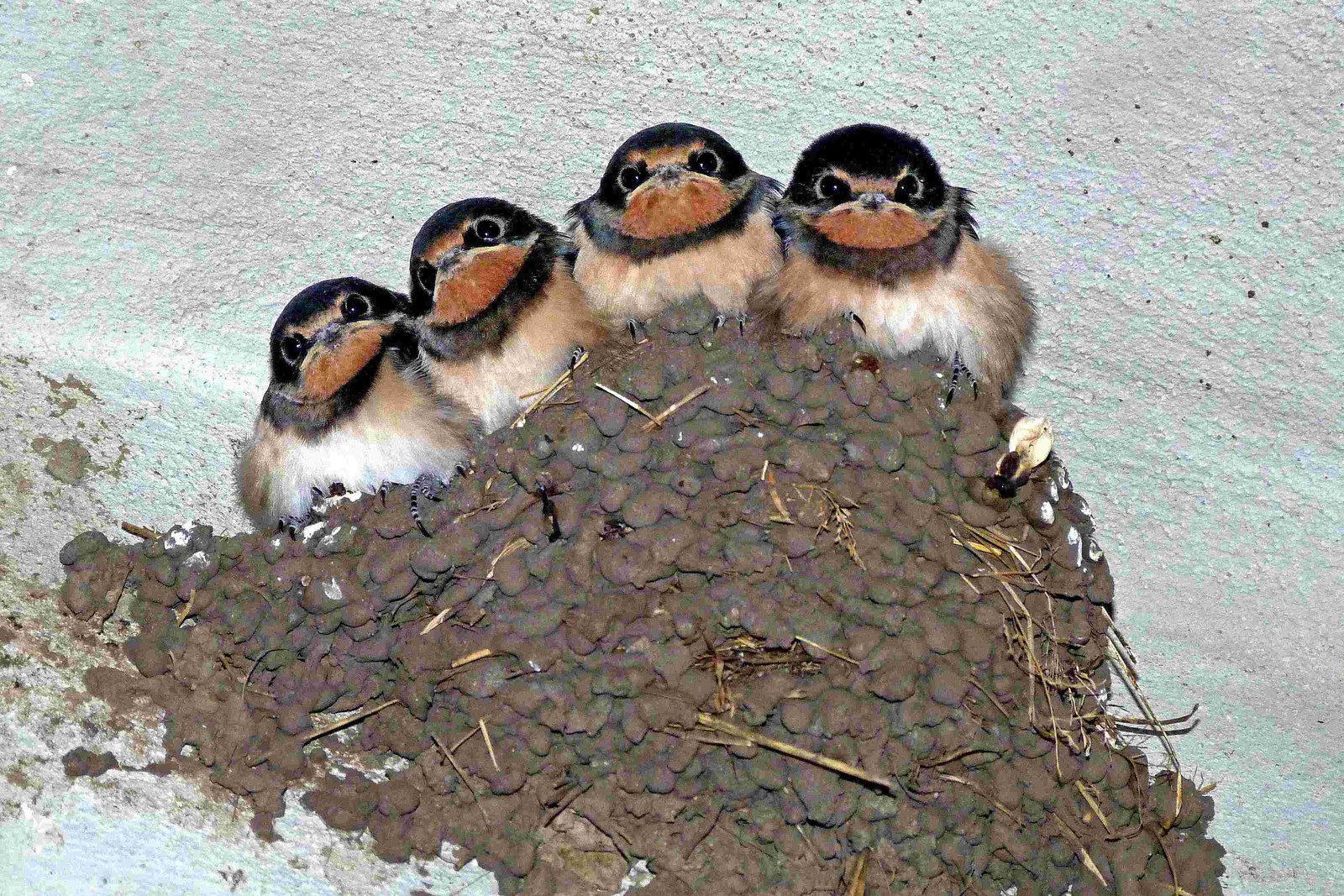 Cliff Swallow