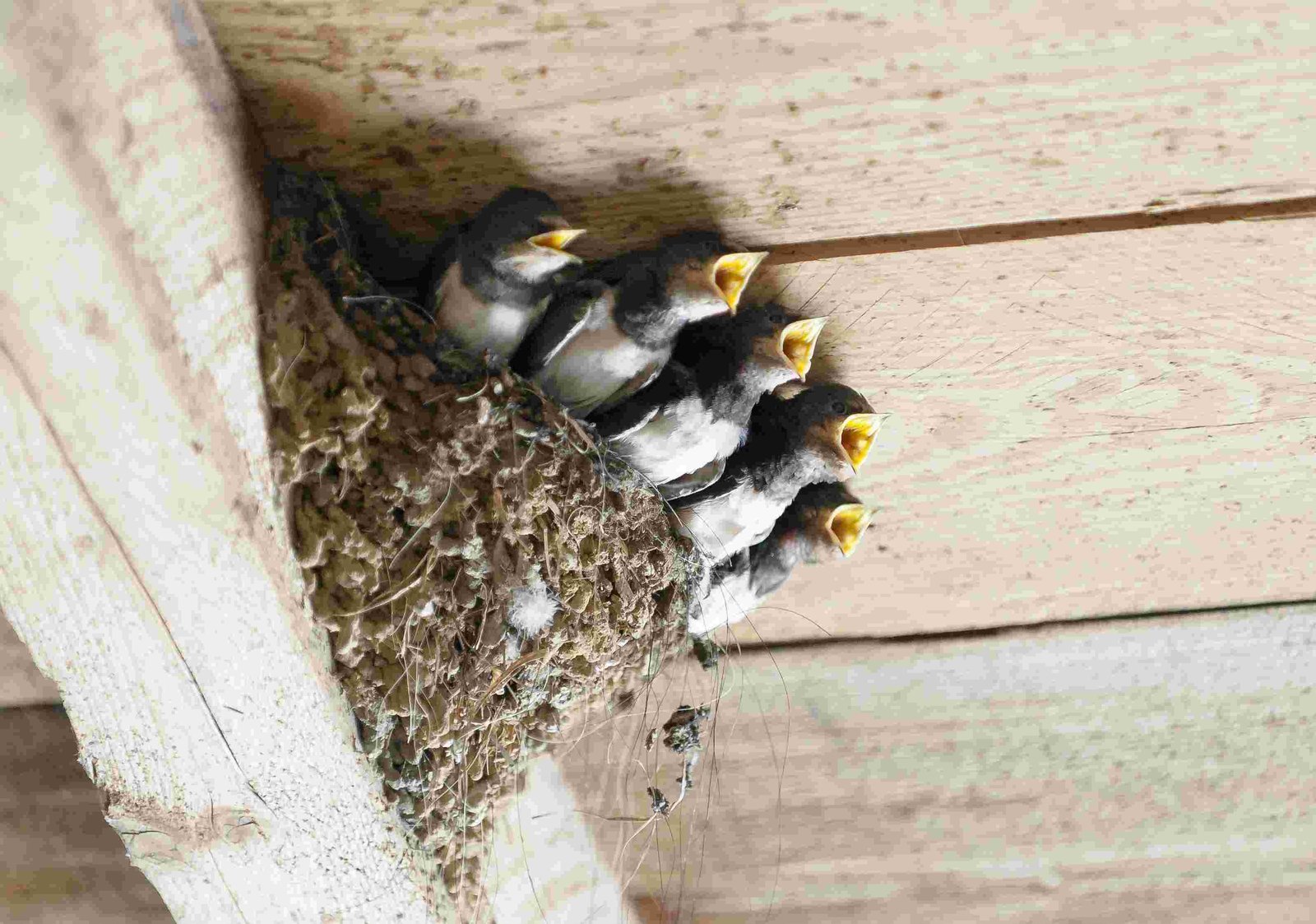 Cliff Swallow