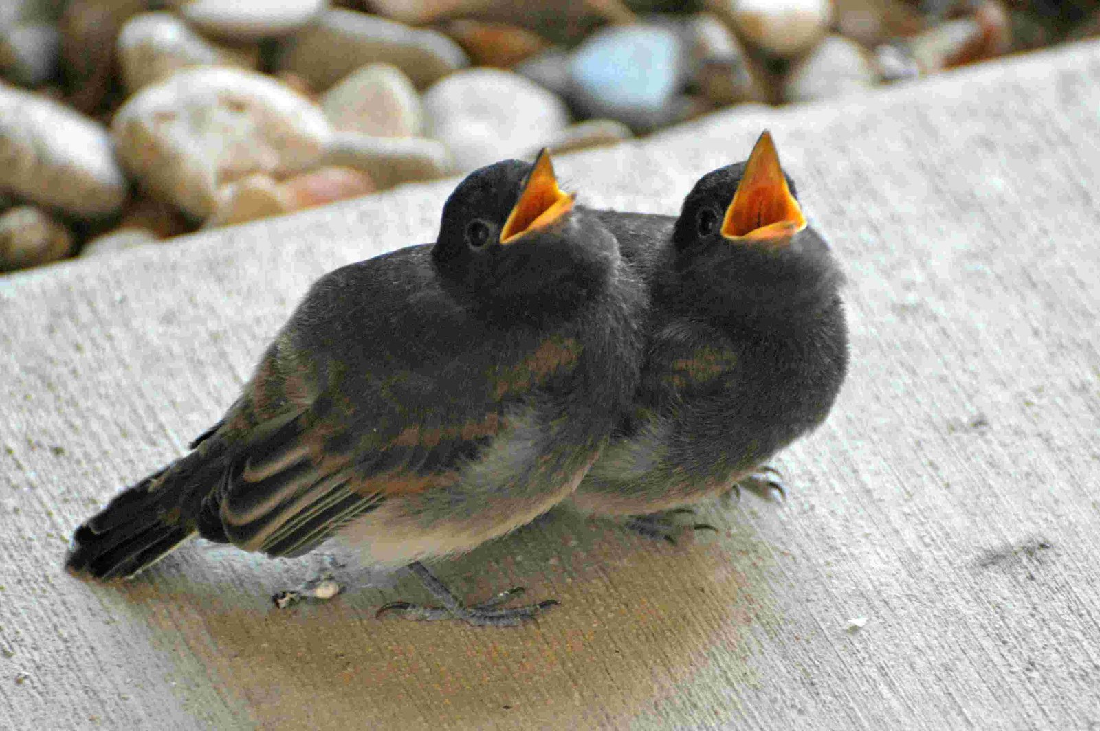 Cliff Swallow
