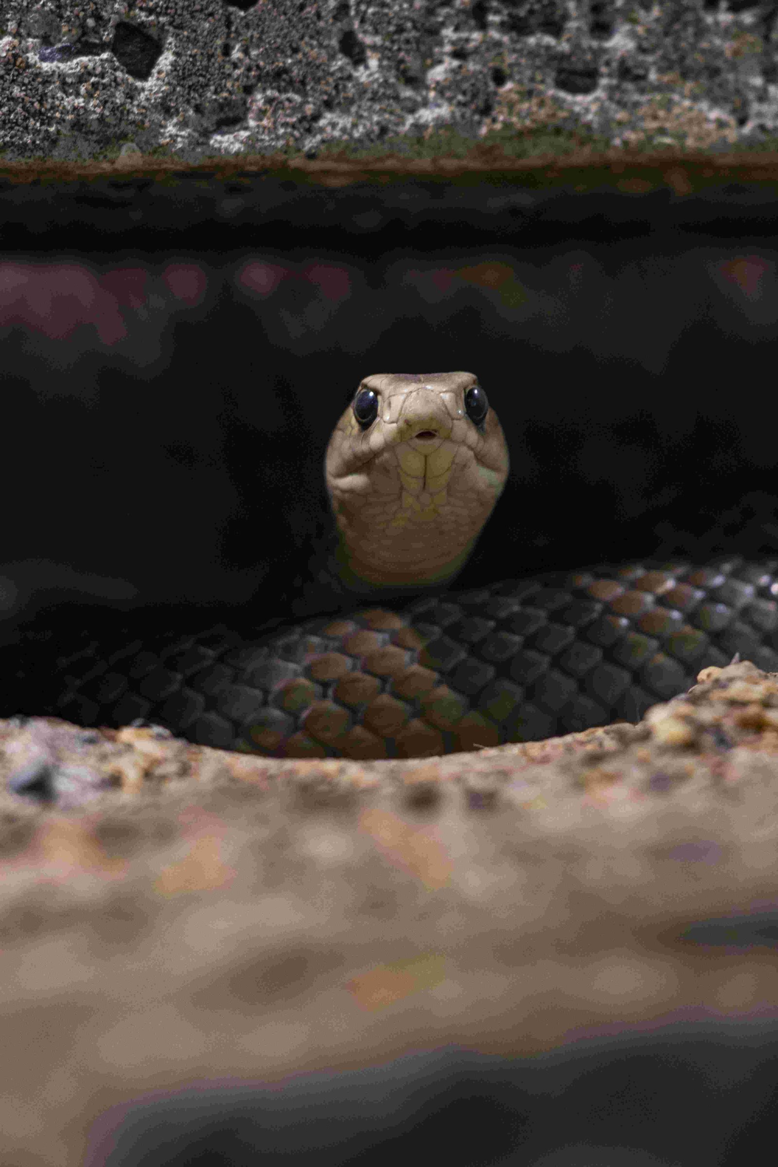 Eastern Brown Snake