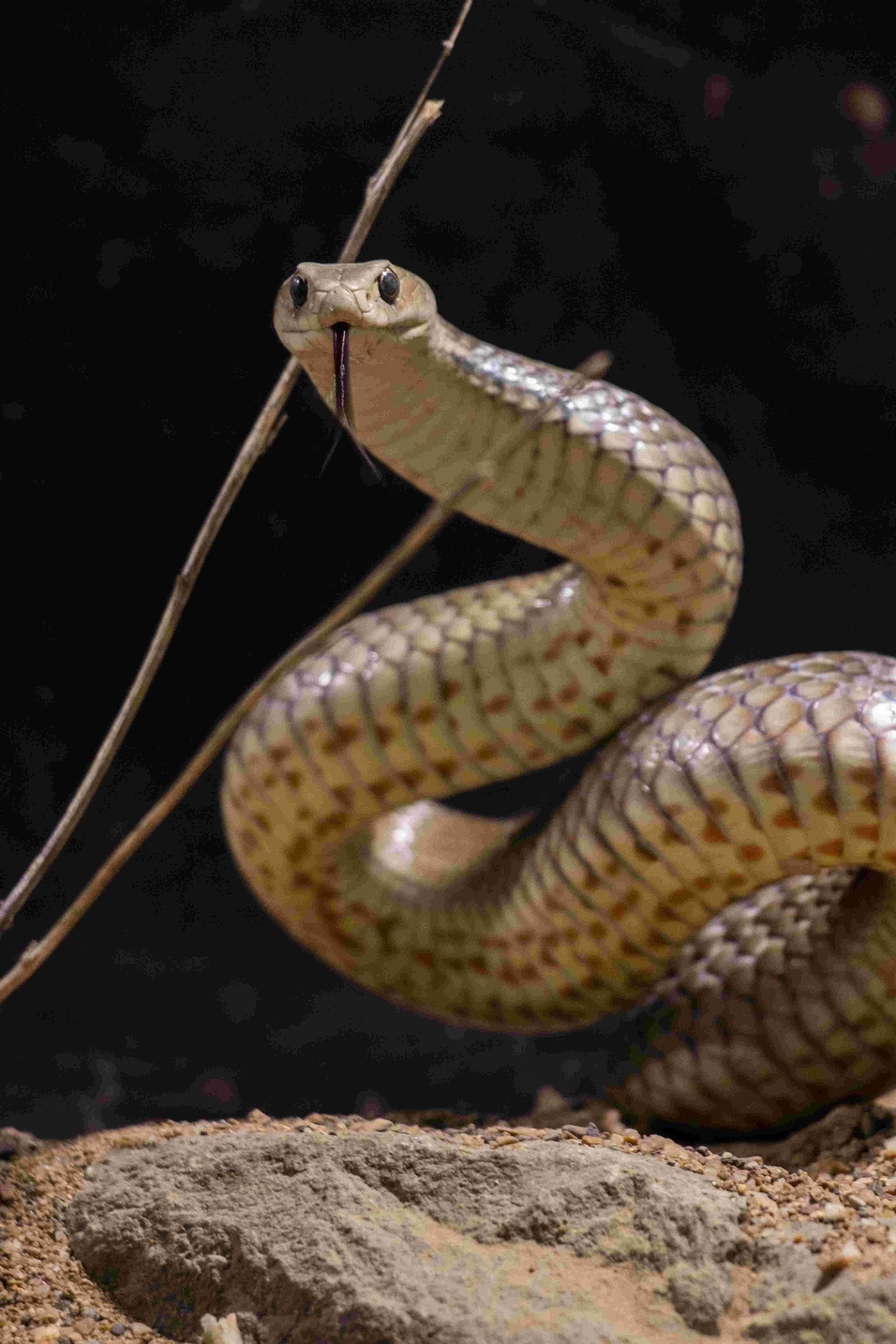 Eastern Brown Snake