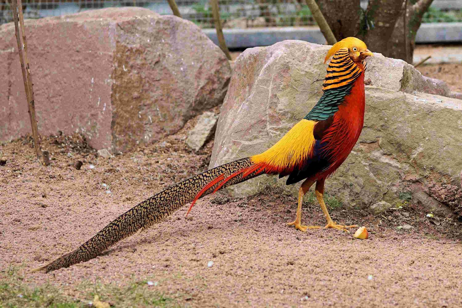 Golden Pheasant, Chinese Pheasant