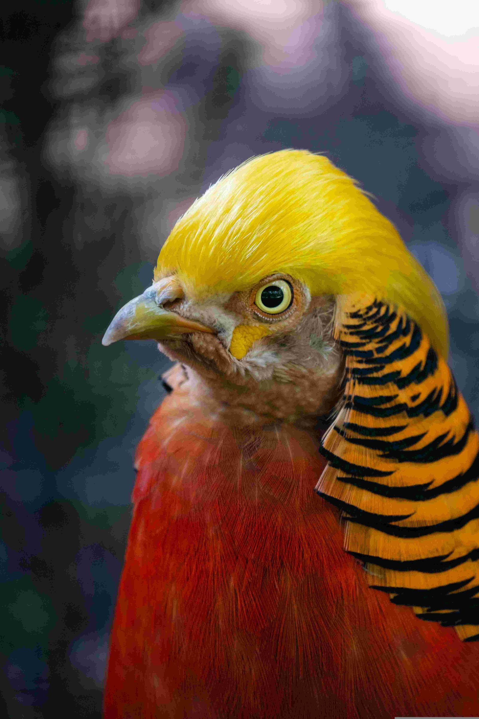 Golden Pheasant, Chinese Pheasant