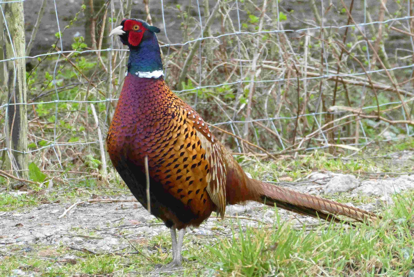 Golden Pheasant, Chinese Pheasant