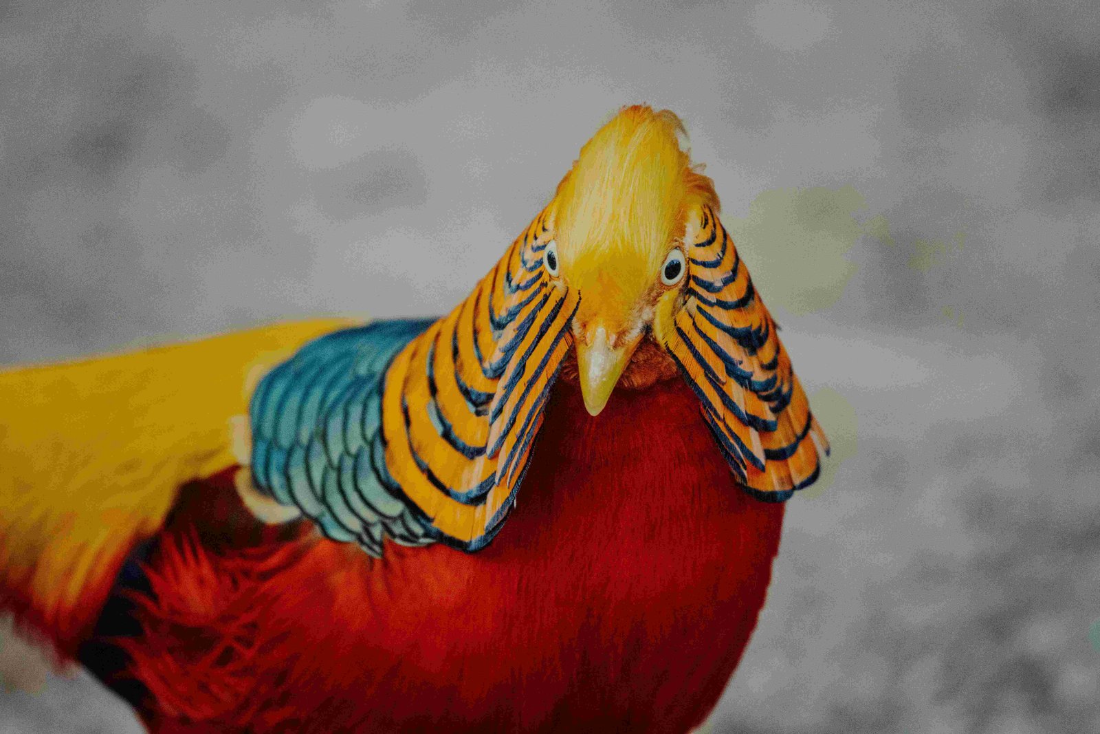 Golden Pheasant, Chinese Pheasant