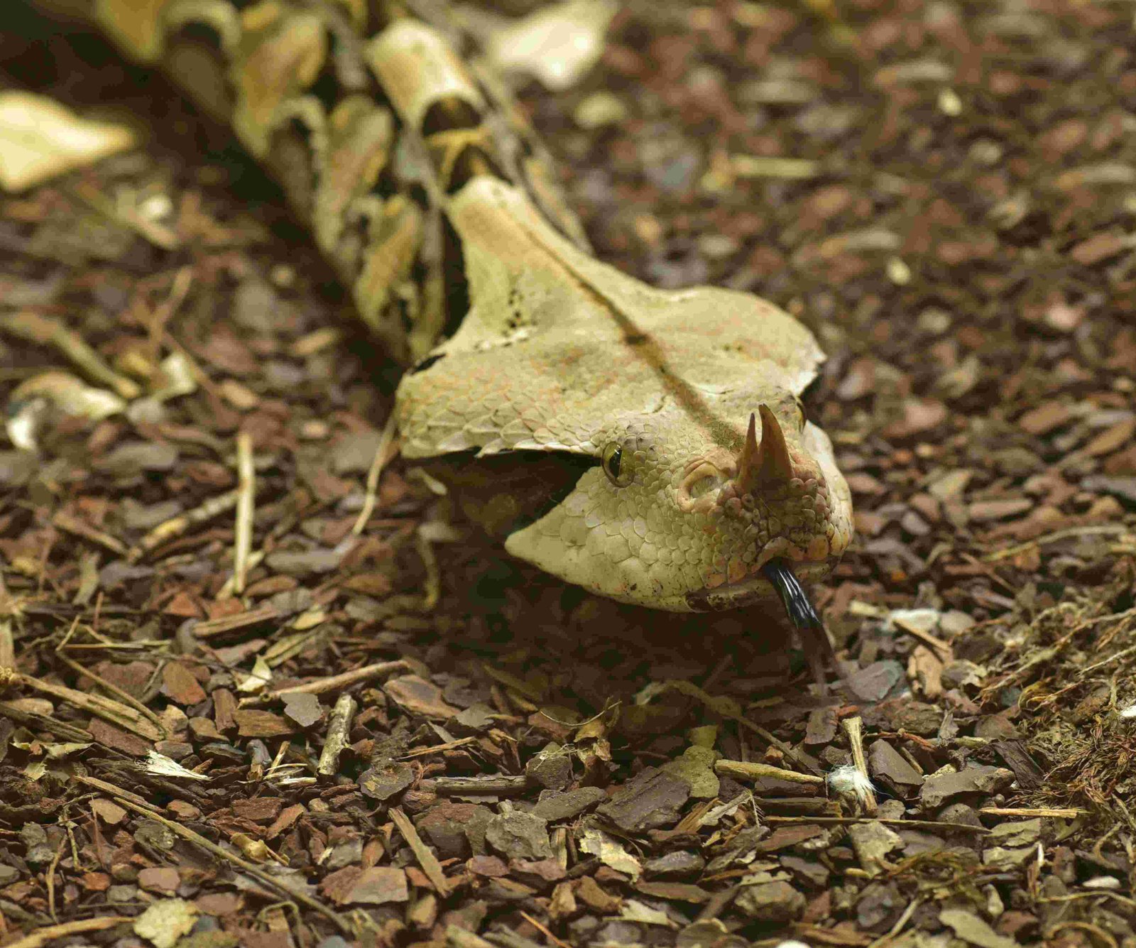 Gaboon Viper