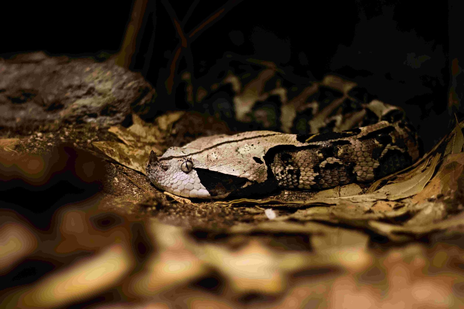 Gaboon Viper