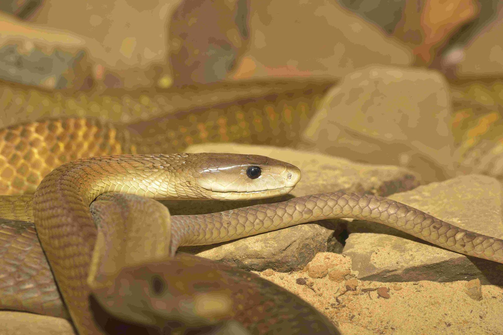 Black Mamba