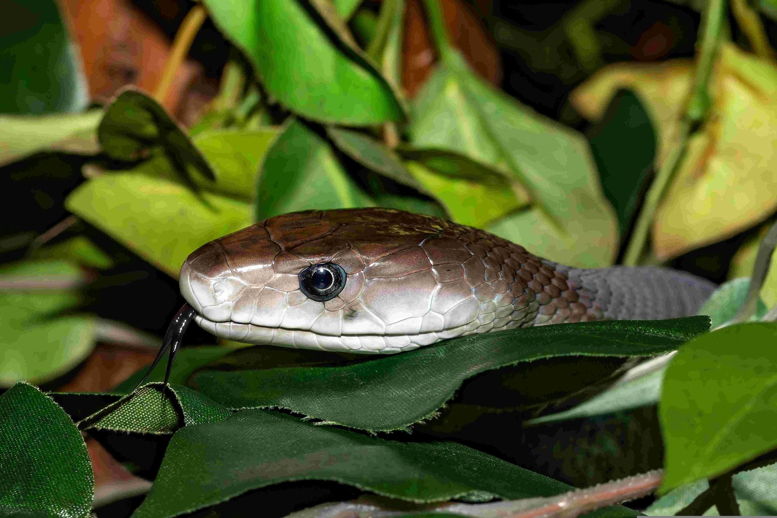 Black Mamba