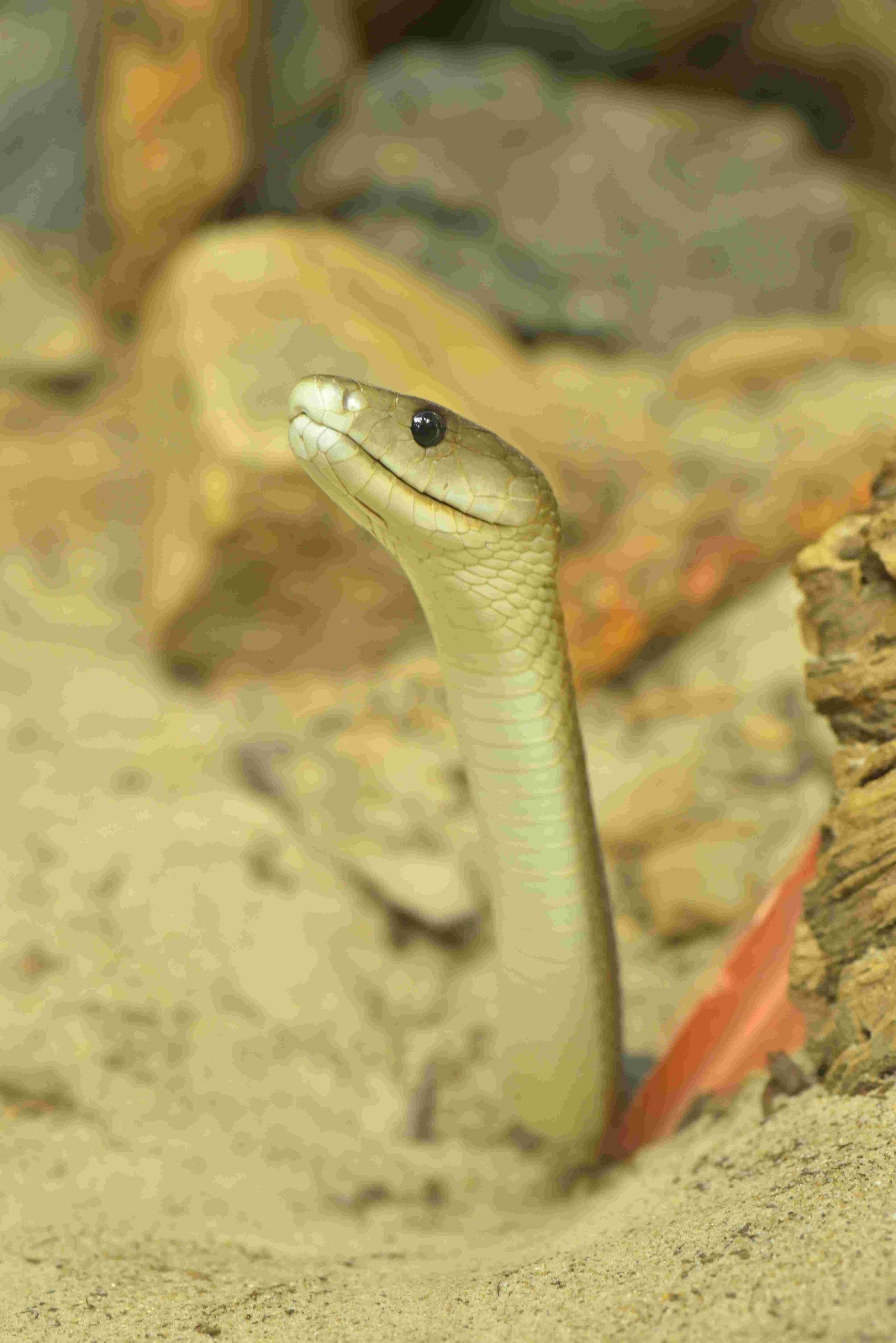 Black Mamba
