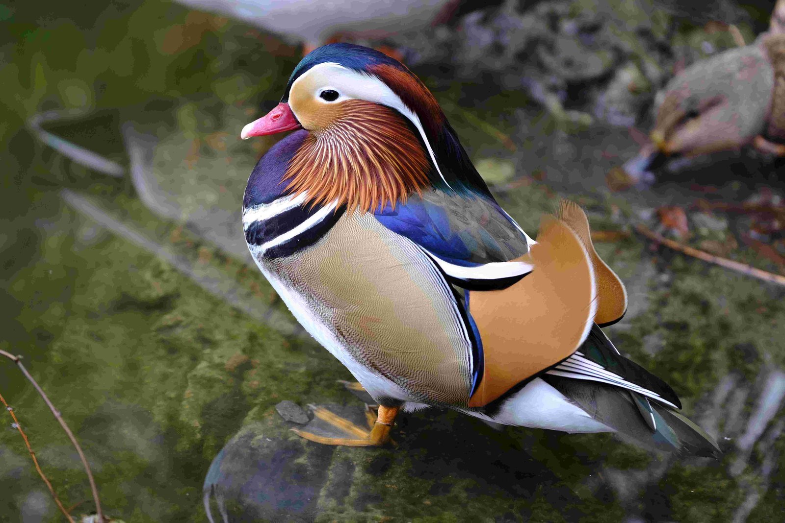 Mandarin Duck, Chinese Duck