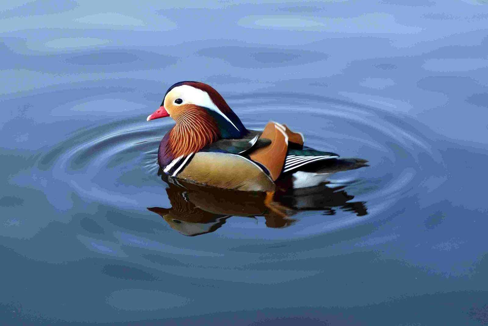 Mandarin Duck, Chinese Duck