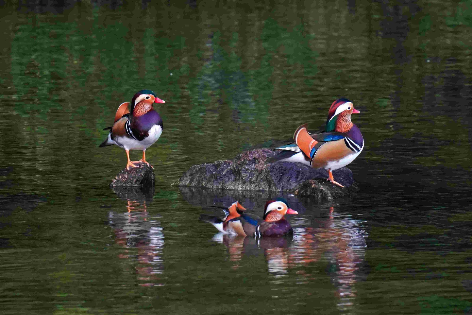 Mandarin Duck, Chinese Duck