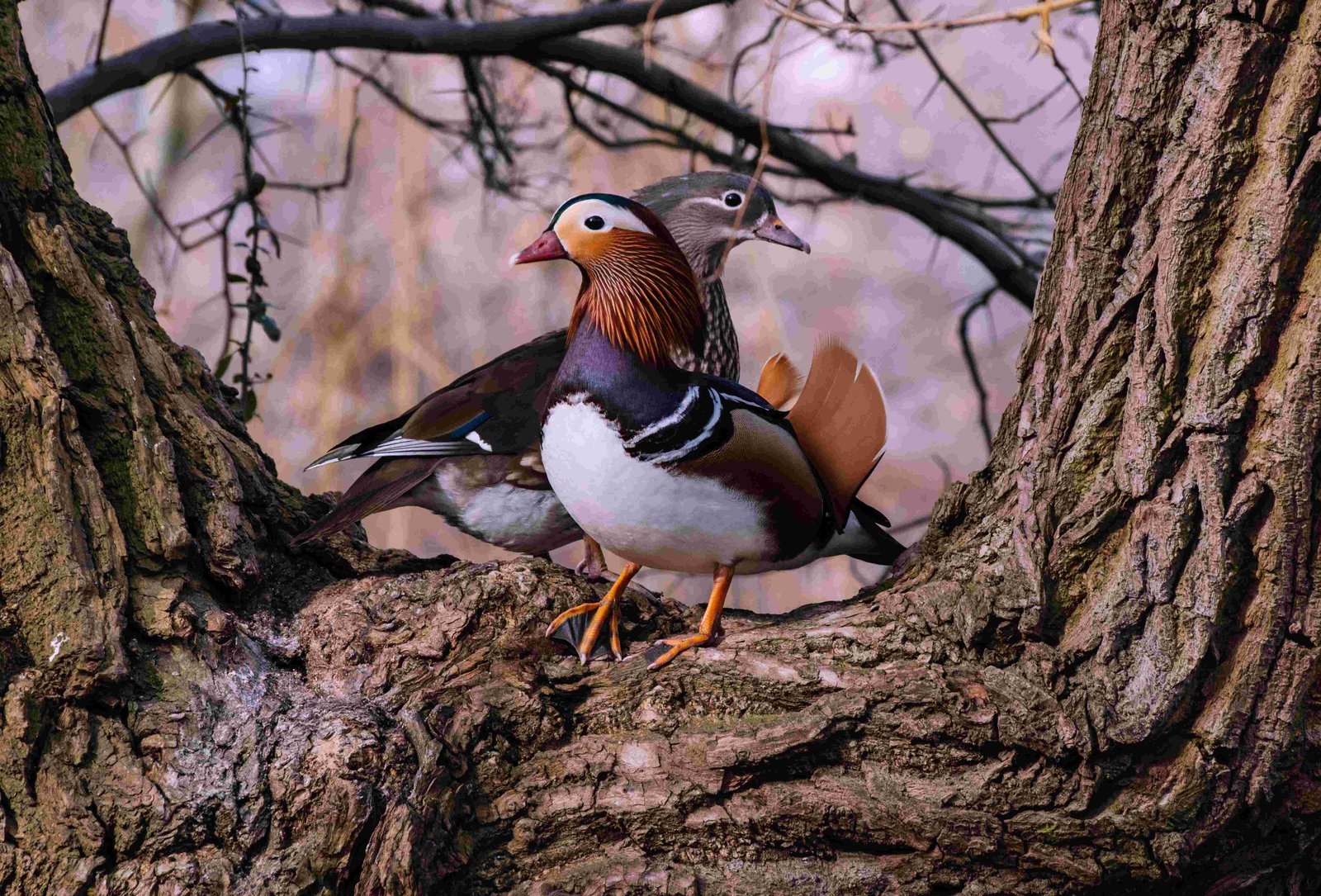 Mandarin Duck, Chinese Duck