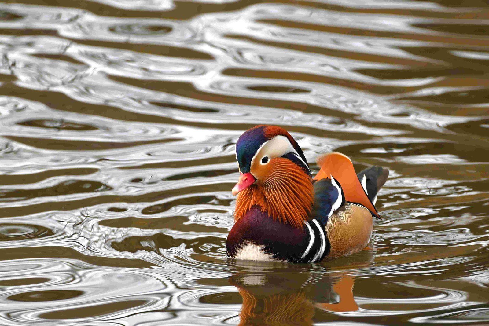 Mandarin Duck, Chinese Duck