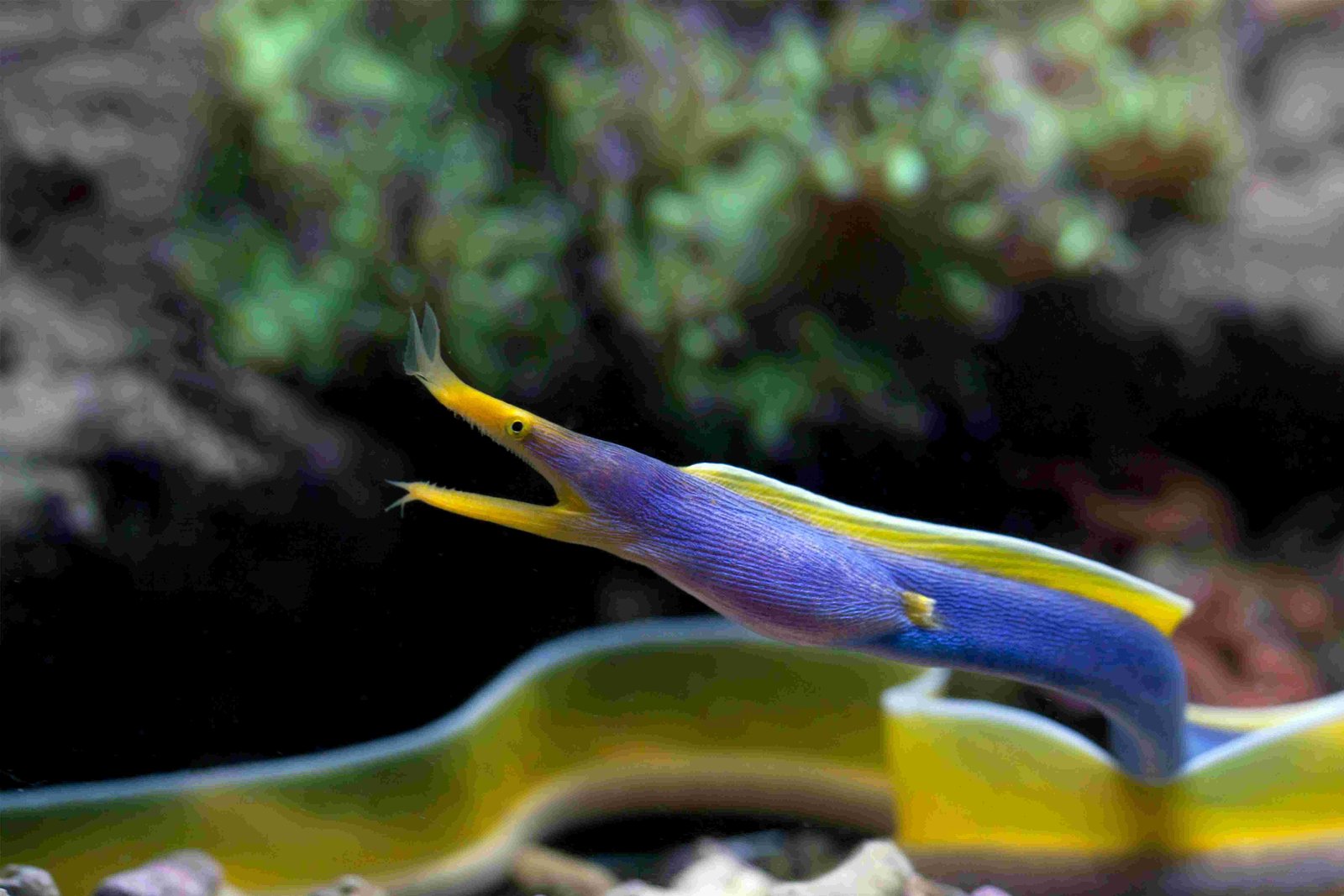 Ribbon Eel, Ribbon Moray