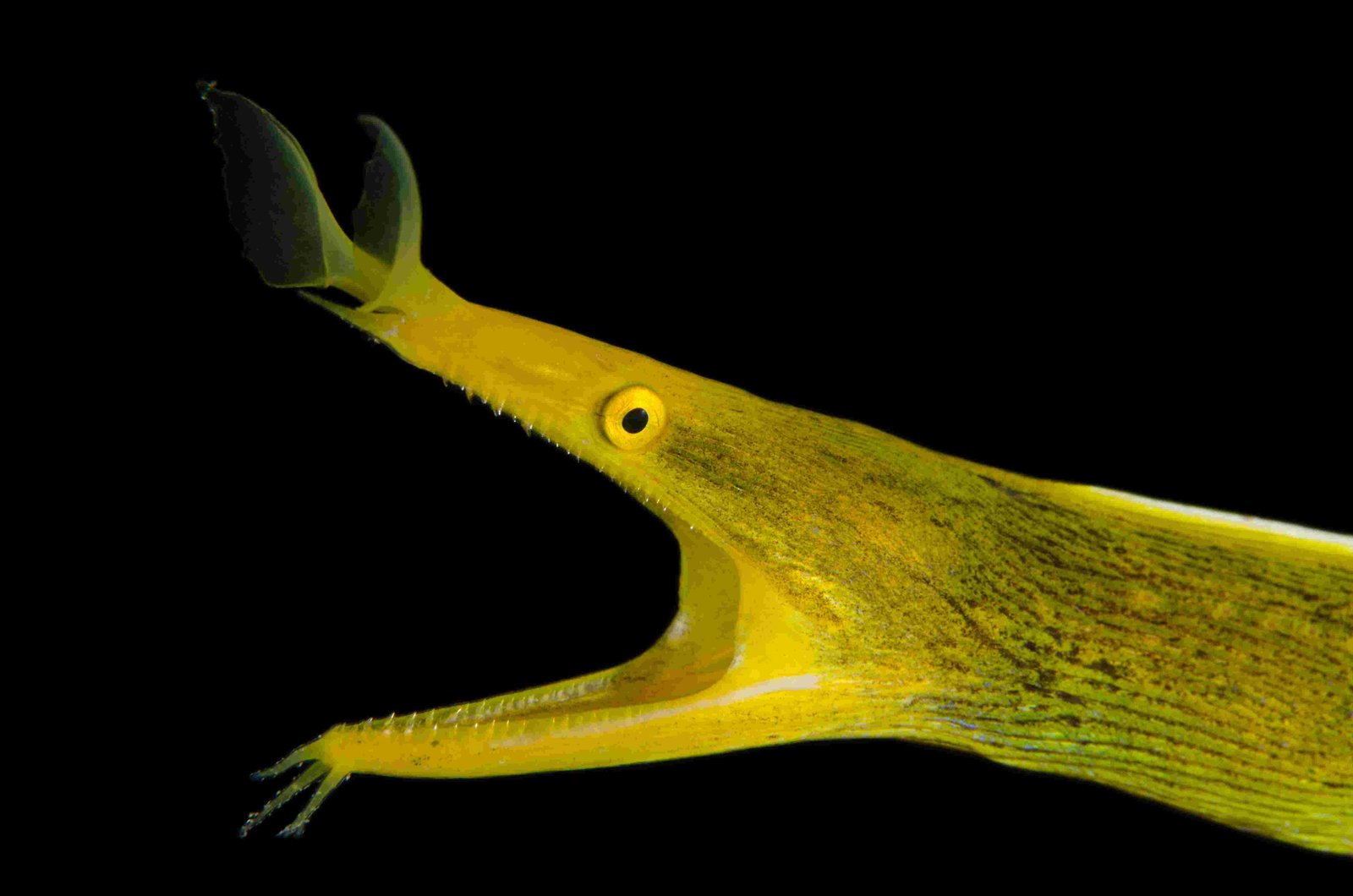 Ribbon Eel, Ribbon Moray